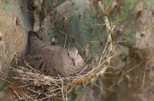 Common Ground Dove - On nest in prickly pear cactus