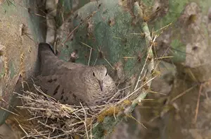 Prickly Pear Prints: Common Ground Dove - On nest in prickly pear cactus - Texas