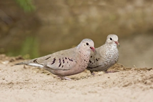 Images Dated 26th March 2008: Common Ground Dove South Texas in March
