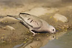 Common Ground Dove South Texas in March