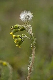 Common groundsel, in flower and fruit