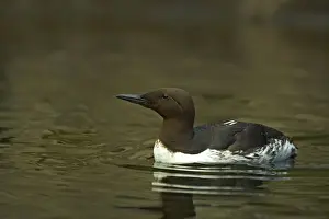 Guillemots Prints: Common Guillemot (Common Murre in USA) Oregon Coast, USA BI003261