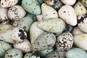 Images Dated 7th June 2014: Common Guillemot - eggs on sale in supermarket