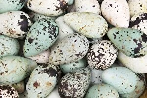 Algae Gallery: Common Guillemot - eggs on sale in supermarket
