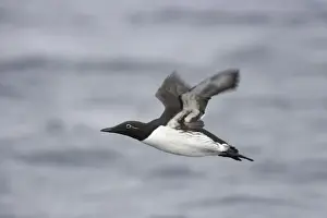 Common Guillemot - Flying over Winter Sea Uria algae Varanger Fjord Norway BI013574