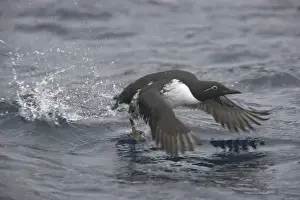 Guillemots Prints: Common Guillemot - Taking Off from Winter Sea Uria algae Varanger Fjord Norway BI013568