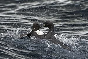 Common Guillemots fighting in the water