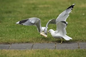 Images Dated 26th May 2008: Common Gull - 2 birds squabbling over bread, Texel, Holland