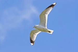 Common Gull - adult in flight against blue sky
