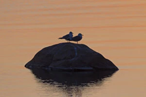 Common Gull - adult gulls at sunset - Sweden