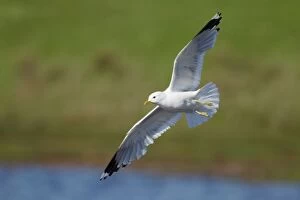 Images Dated 27th May 2012: Common Gull - in flight