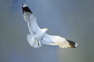 Images Dated 13th June 2008: Common Gull - in flight