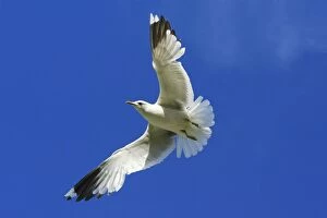 Images Dated 11th June 2008: Common Gull - in flight