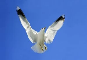 Images Dated 14th June 2008: Common Gull - in flight