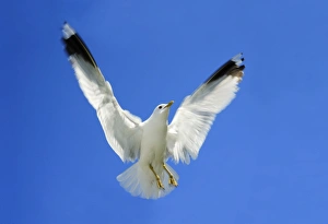 Images Dated 14th June 2008: Common Gull - in flight, Texel, Holland