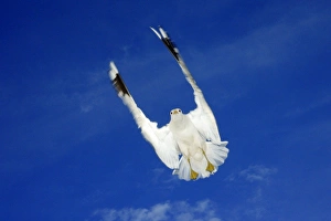 Images Dated 14th June 2008: Common Gull - in flight, Texel, Holland