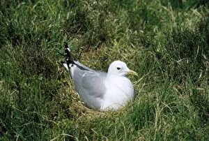 Images Dated 30th November 2010: Common Gull - incubating - Scotland