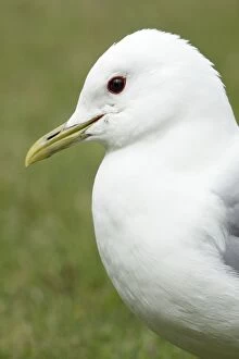 Images Dated 18th June 2009: Common Gull - portrait