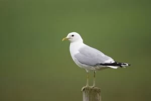Images Dated 25th June 2010: Common Gull - On Post