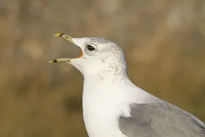 Norfolk Prints: Common Gull - Side profile of adult calling. Norfolk, UK