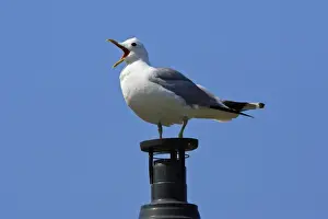 Chimney Prints: Common Gull-sitting on chimmney, calling, Northumberland UK