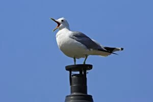 Common Gull - sitting on chimney, calling