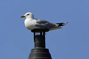 Chimney Prints: Common Gull-sitting on chimney, Northumberland UK