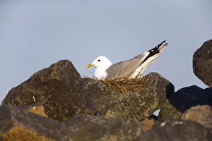 Common Gull - sitting on nest amongst boulders, Island of Texel, The Netherlands Date: 11-Feb-19
