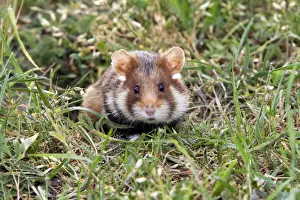 Common hamster. Alsace - France