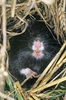 Images Dated 24th February 2009: Common Hamster - black variation, Lower Saxony, Germany