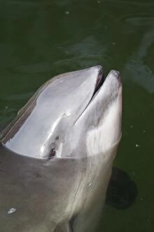 Common Harbor Porpoise