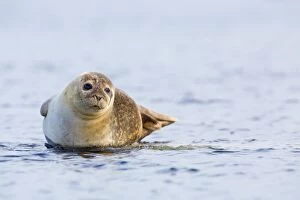 Images Dated 6th June 2013: Common / Harbour Seal