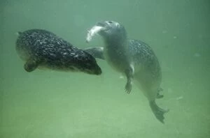 Images Dated 13th May 2004: Common / Harbour Seal Apult wih fish & young