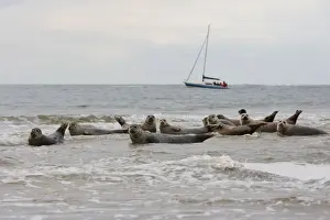 Common / Harbour Seal. Pensthorpe - Norfolk - UK