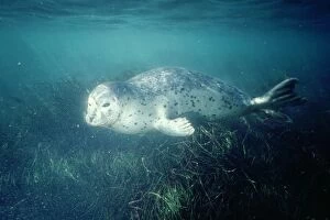 Common / Harbour Seal - UNDERWATER