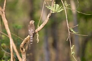 Cuckoo Gallery: Common Hawk-Cuckoo / Brainfever Bird