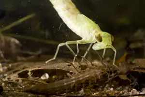 Shedding Prints: Common Hawker Dragonfly larva - shortly after shedding skin - shed skin in foreground. UK