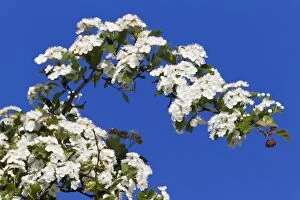 Images Dated 8th May 2011: Common Hawthorn - blossom