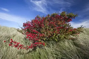 Hawthorn Prints: Common Hawthorn - bush full of ripened berries - Northumberland - England