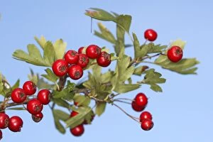 Trees Collection: Common Hawthorn - with fruit. Alsace - France