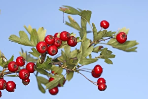 Images Dated 26th August 2007: Common Hawthorn - with fruit. Alsace - France