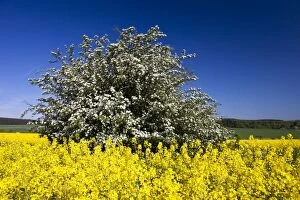 Images Dated 8th May 2011: Common Hawthorn and Rape Seed (Brassica napus) - blossom