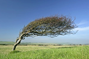 Images Dated 16th October 2006: Common Hawthorn wind swept specimen bent nearly 90 degrees with berries in autumn Seven Sisters