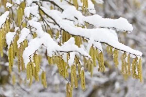 Images Dated 12th February 2011: Common Hazel - catkins covered in snow - Lower Saxony - Germany