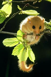 Common / Hazel DORMOUSE - hanging from branch amongst leaves