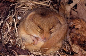 Common / Hazel DORMOUSE - Hibernating