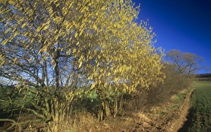Images Dated 8th August 2006: Common Hazel - flowering in hedge