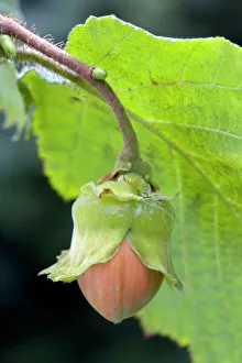 Images Dated 2nd October 2007: Common Hazel - hazelnut
