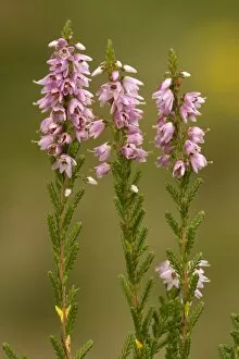 Images Dated 22nd August 2006: Common heather, or ling, in flower