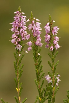 Images Dated 22nd August 2006: Common heather, or ling, in flower